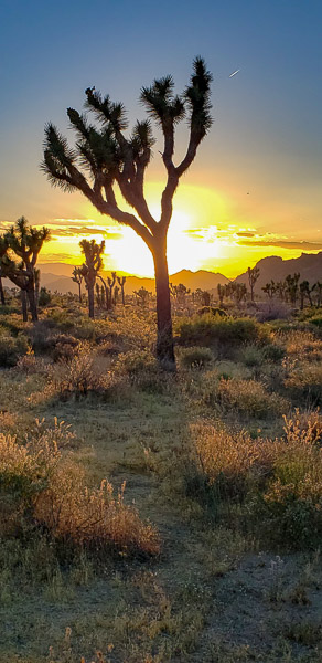 Boy Scout Trail area